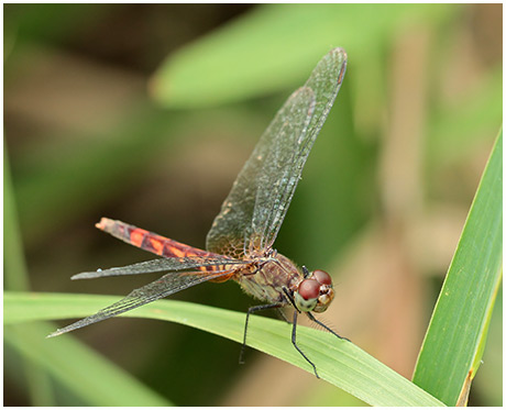 Erythrodiplax fervida femelle
