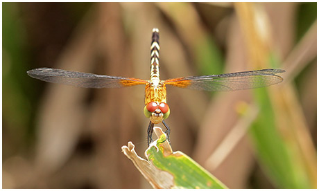 Erythrodiplax fervida mâle immature