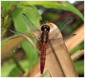 Erythrodiplax fusca femelle