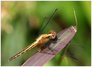 Erythrodiplax fusca femelle