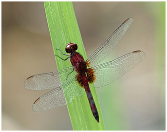 Erythrodiplax fusca 