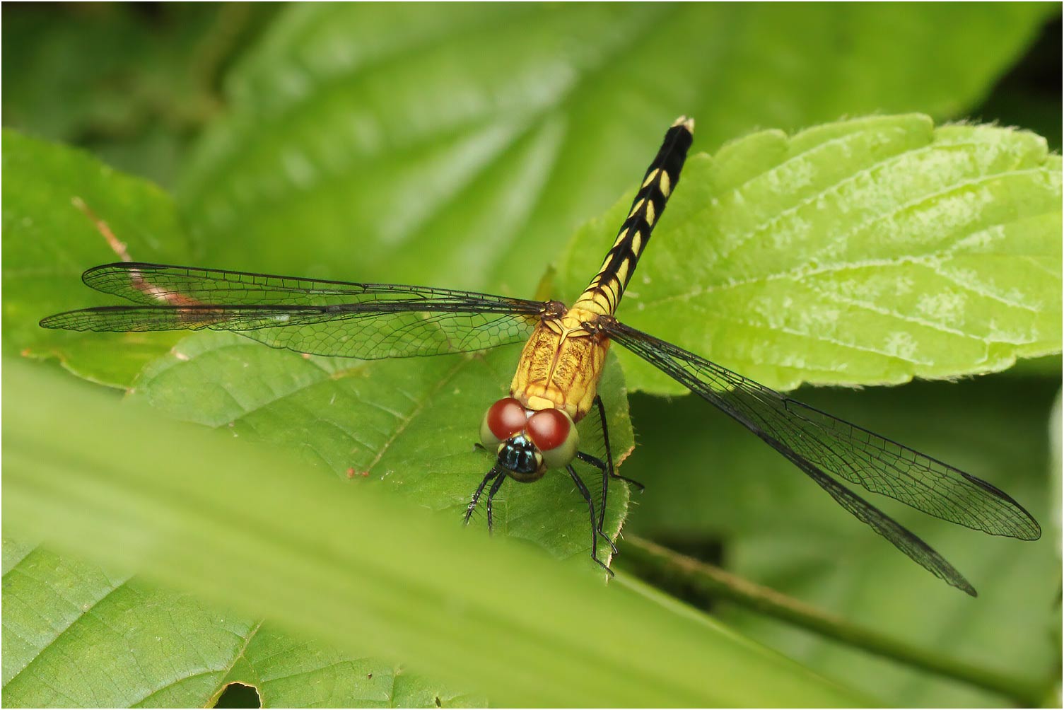 Erythrodiplax kimminsi mâle immature