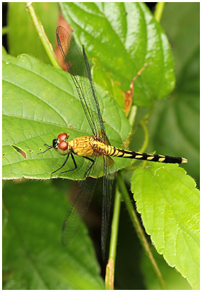 Erythrodiplax kimminsi mâle immature