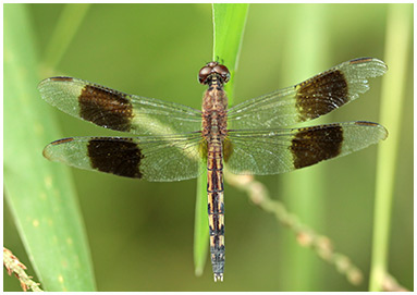 Band-winged Dragonlet