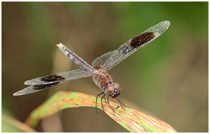 Erythrodiplax umbrata femelle