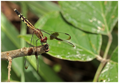 Erythrodiplax umbrata femelle