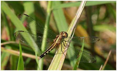 Band-winged Dragonlet
