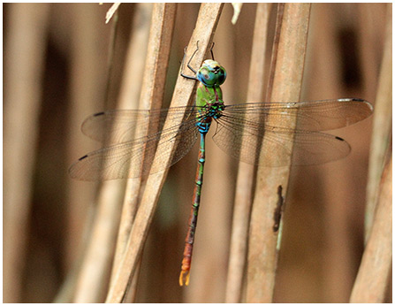 Gold-tipped Darner