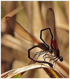 Hetearina cruentata accouplement