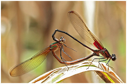 Hetearina cruentata accouplement