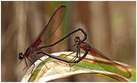 Highland Rubyspot mating