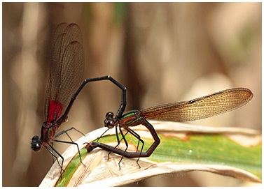 Hetearina cruentata accouplement