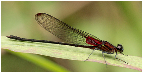 Hetaerina cruentata mâle