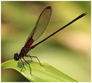 Hetaerina cruentata mâle