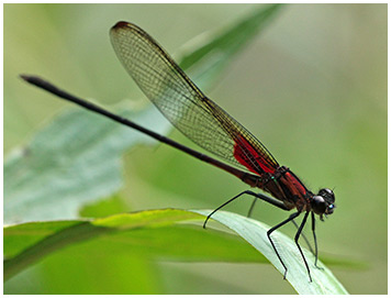 Highland Rubyspot male