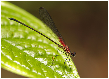 Hetaerina fuscoguttata mâle