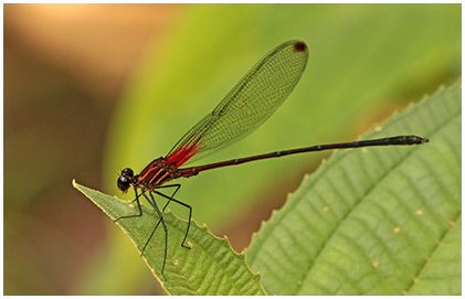 Hetaerina fuscoguttata mâle