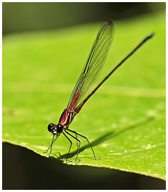 Dot-winged Rubyspot