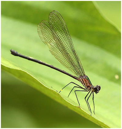 Hetaerina fuscoguttata femelle