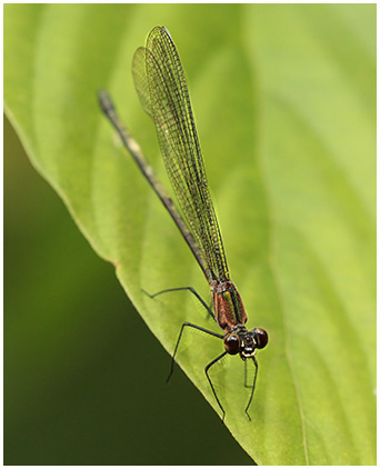 Hetaerina fuscoguttata femelle