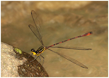 Heteragrion mitratum mâle