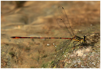 Heteragrion mitratum mâle