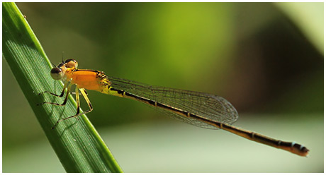 Ischnura capreolus femelle