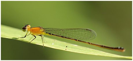 Ischnura capreolus femelle