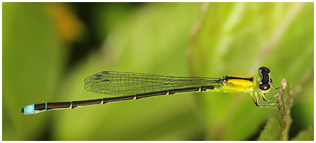 Ischnura capreolus femelle