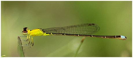 Ischnura capreolus mâle