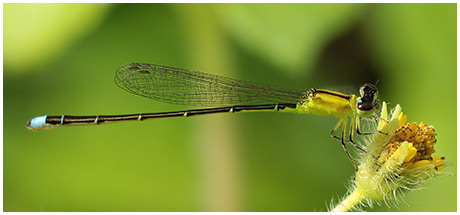 Ischnura capreolus femelle