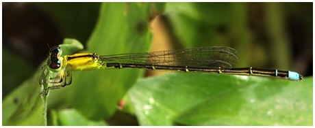 Ischnura capreolus femelle