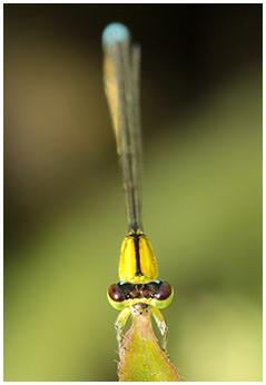 Tiny forktail female