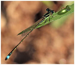 Citrine forktail