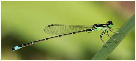 Ischnura capreolus mâle