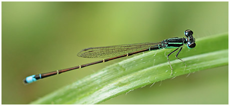 Ischnura capreolus mâle