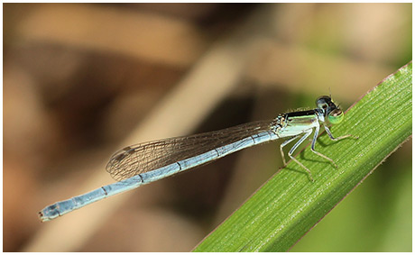 Ischnura hastata femelle