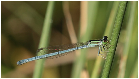 Citrine forktail female