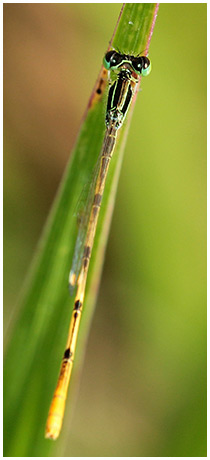 Citrine Forktail