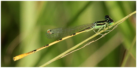 Ischnura hastata