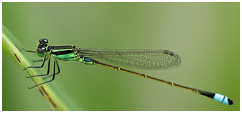 Rambur's Forktail male