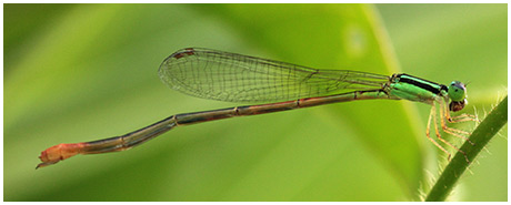 leptobasis-vacillans female