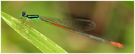 leptobasis-vacillans female