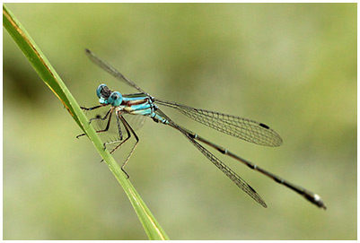 Blue-striped Spreadwing