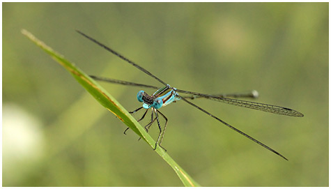 Lestes tenuatus mâle