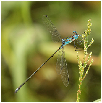 Lestes tenuatus mâle