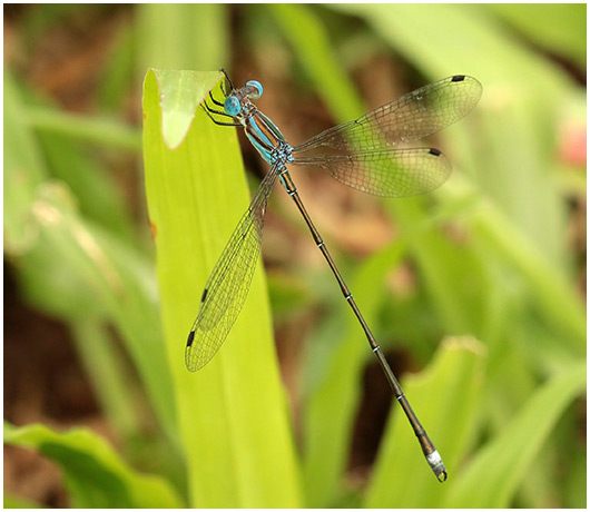 Lestes tenuatus