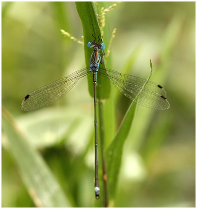 Lestes tenuatus