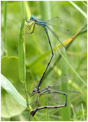 Lestes tenuatus ponte