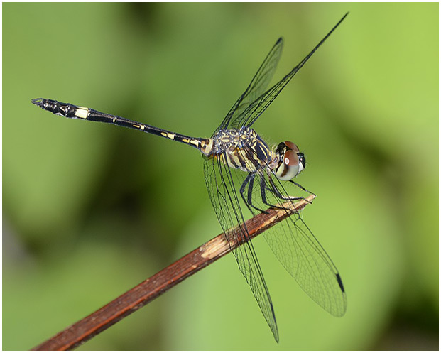 Micrathyria didyma immature male